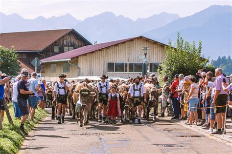 Viehscheid In Sch Llang Tiere Kamen Unten Im Dorf An