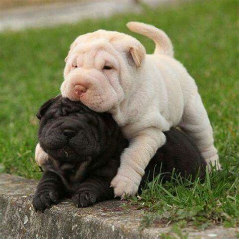 These 16 Cute Shar Pei Puppies Will Make You Fall In Love With Them