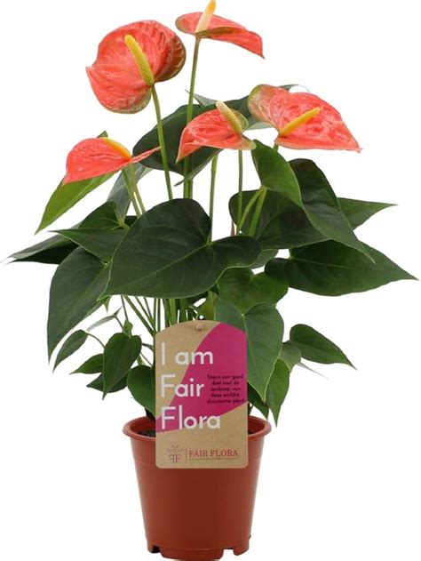 Kamerplant Van Botanicly Flamingoplant Hoogte Cm Anthurium