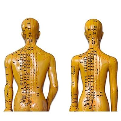 FHUILI 60CM Human Body Meridian Acupoint Model Ubuy India