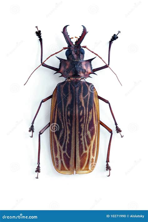 Macrodontia cervicornis stock photo. Image of coleoptera - 10271990