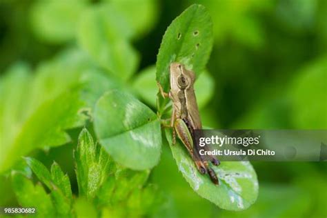 142 Froghopper Stock Photos, High-Res Pictures, and Images - Getty Images