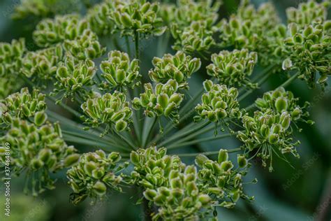 Wald Engelwurz Angelica Sylvestris Stock Photo Adobe Stock