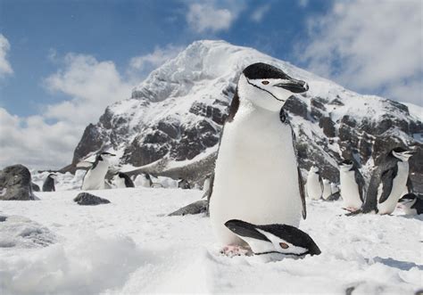 South Shetland Islands Sundowner Wildlife Holidays