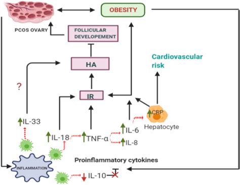 Interconnection Between Pcos And Inflammatory Markers Download