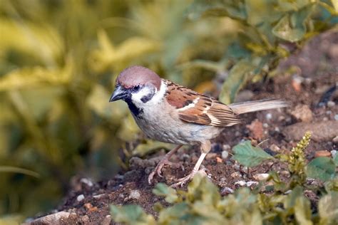 Eurasian Tree Sparrow Bird Free Photo On Pixabay Pixabay