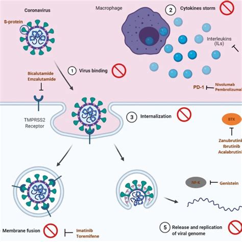 Principal Targets Of The Anticancer Drugs Or Drugs Used For Breast