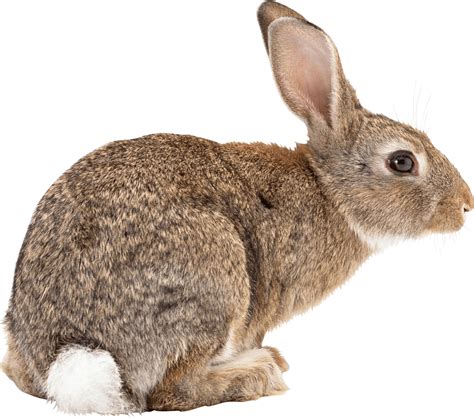 Rabbit Png Rabbit Transparent Background Freeiconspng