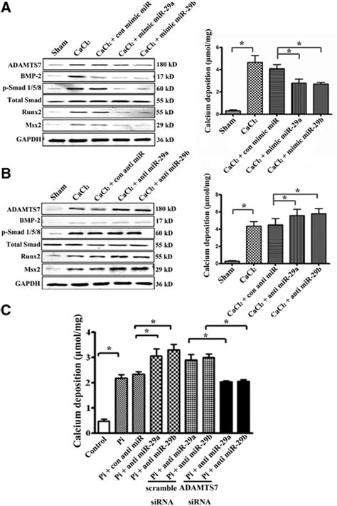 MiR 29a B Inhibits Vascular Smooth Muscle Cell VSMC Calcification By