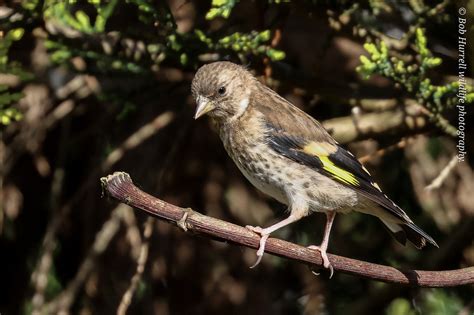 Juvenile Goldfinch First Of The Year In My Garden Bob Hurrell