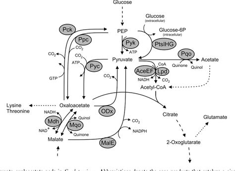 Figure 7 From The PEP Pyruvate Oxaloacetate Node As The Switch Point