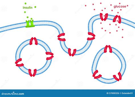 Transporte De La Glucosa A Través De La Membrana Celular Vía