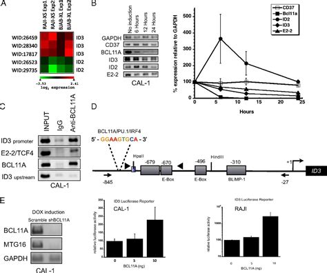 Dendritic Cell Fate Is Determined By Bcl11a Pnas