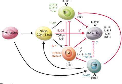 Pdf The Il 23il 17 Axis In Inflammation Semantic Scholar