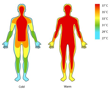 Body Temperature Regulation