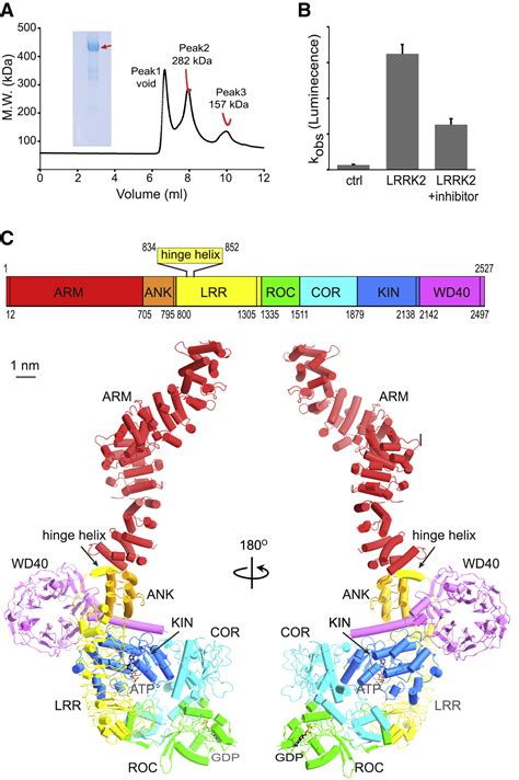 Structural Analysis Of The Full Length Human Lrrk2 Cell