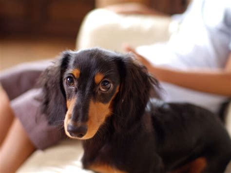 Long Haired Dachshund: Temperament, Care, Pictures, and More