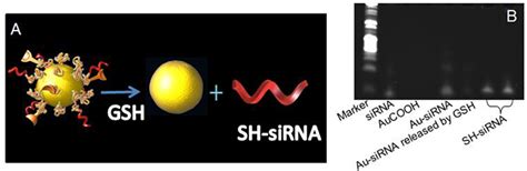 Construction And Biological Evaluation Of Nanoparticle Based Tumor Targeting Drug Delivery