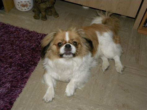 Pekingese Male Puppy For Sale In Norwich Norfolk Gumtree