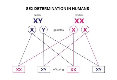 Premium Vector Sex Determination In Humans Male And Female Sperm And Eggs X And Y Chromosomes