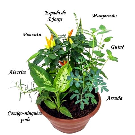 Como Combinar Plantas No Jardim Ou Varanda Simples Decora O