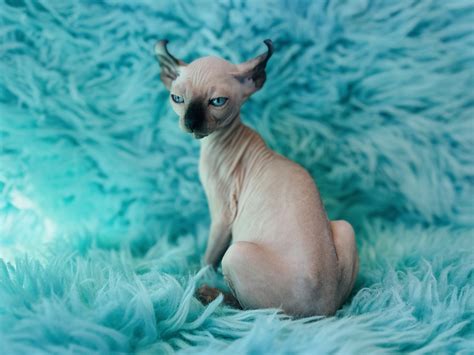 Sphynx Cats for Sale | Sphynx Kitten Breeder| Purrxotics