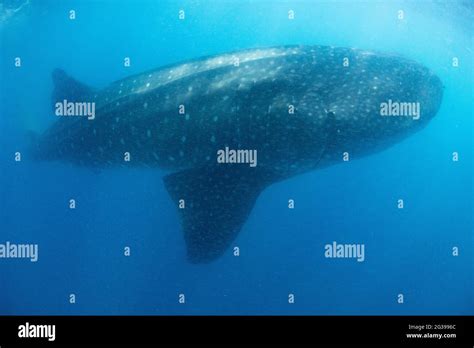 Whale Shark Underwater Snorkelling By Cancun Mexico Stock Photo Alamy