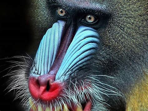 Mandrill – the largest Old World monkey | DinoAnimals.com