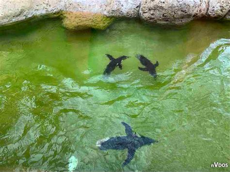 Synchronized Swimming by PinkWarrior30 on DeviantArt