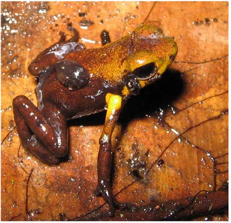 Male Nurse Frog Czut A 990 With A Tadpole Over His Back At The Type