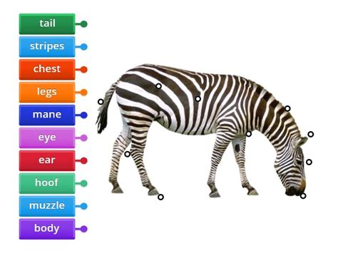 Zebra body parts - Labelled diagram