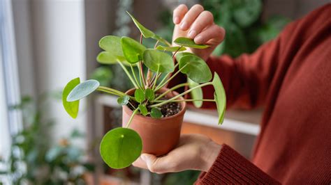 How To Propagate A Chinese Money Plant — 3 Ways To