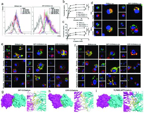 Intracellular Delivery Of Dp C Ova Peptides Into Dcs A The