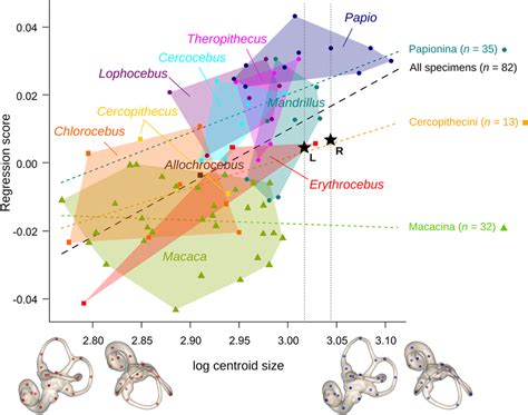 Allometric Trend For The Labyrinth In Cercopithecinae The Labyrinth