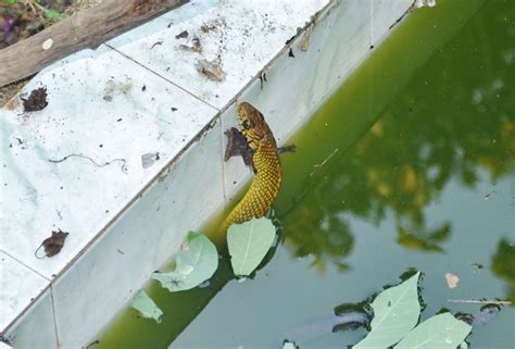 Photography & Me: Snake in the Tank