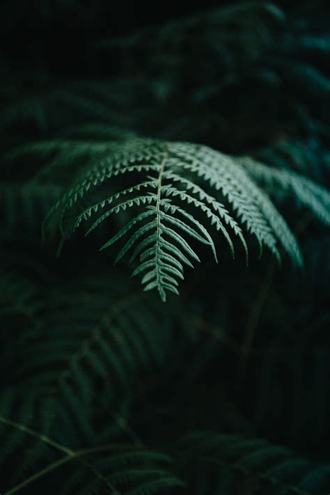 Fern Branch Macro Plant HD Phone Wallpaper Peakpx