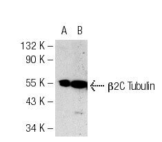 Anti β Tubulin Antibody 3F3 G2 SCBT Santa Cruz Biotechnology