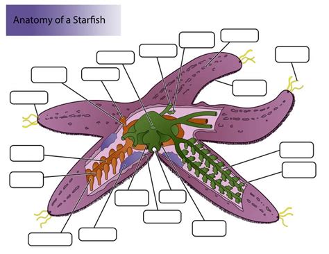 starfish scientific diagram dissectioncross section  starfish anatomy