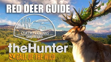 Red Deer Hunting Guide Cuatro Colinas Youtube