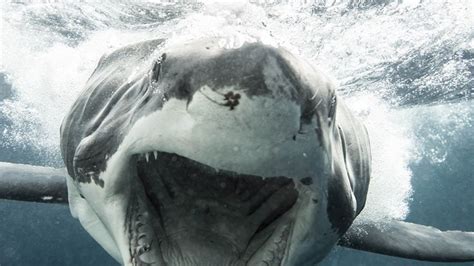 Enormous Great White Shark Spotted Swimming Upside Down In Australia