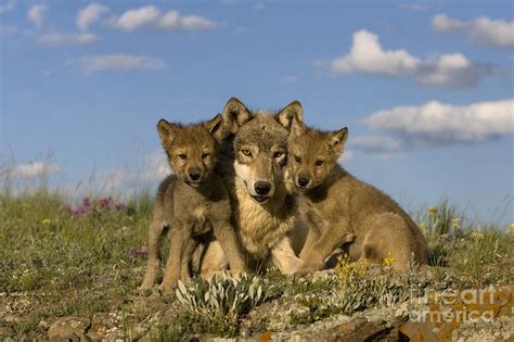 Gray Wolf And Cubs #3 Photograph by Jean-Louis Klein & Marie-Luce ...