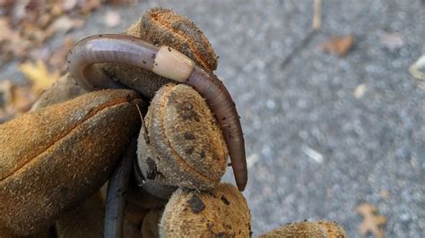 How Jumping Worms Differ From Other Earthworm Species