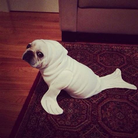 15 Cutest Pug Costumes - profascinate