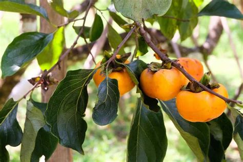 Pruning Persimmon Trees A Complete Guide Minneopa Orchards