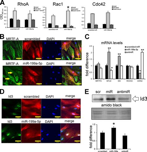 Activation Of Mrtf A Dependent Gene Expression In Download