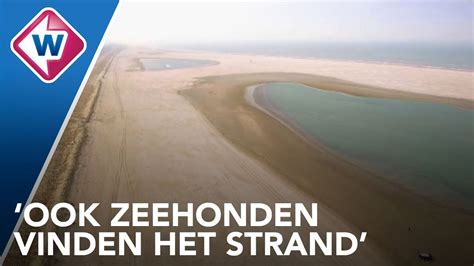 10 Jaar De Zandmotor Deel 2 Wat Betekent Het Voor De Natuur OMROEP