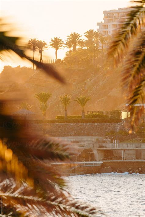 Sunset And Palm Trees In Madeira By Stocksy Contributor Simon