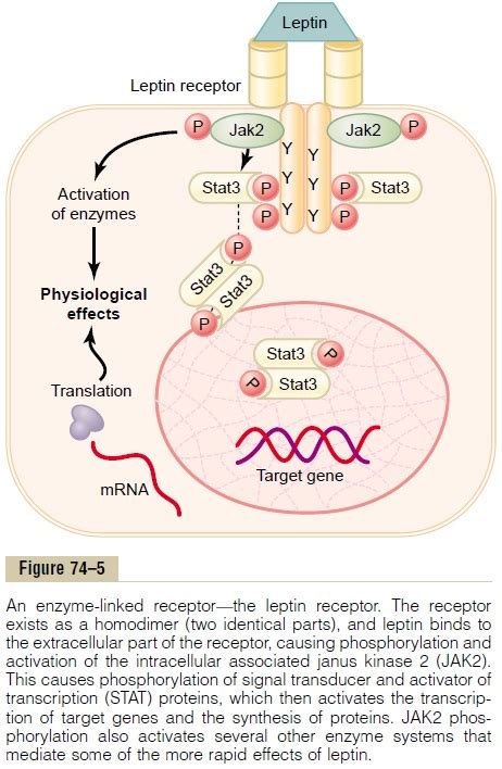 Intracellular Signaling After Hormone Receptor Activation