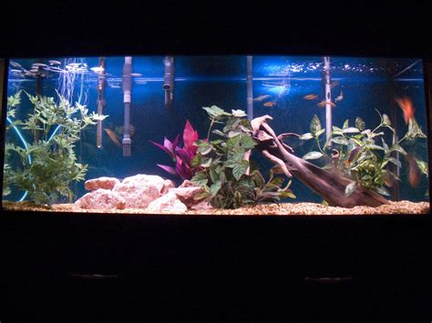 Photo #1 - Family Fish Tank Two Blood Parrot Fish Two Sil...