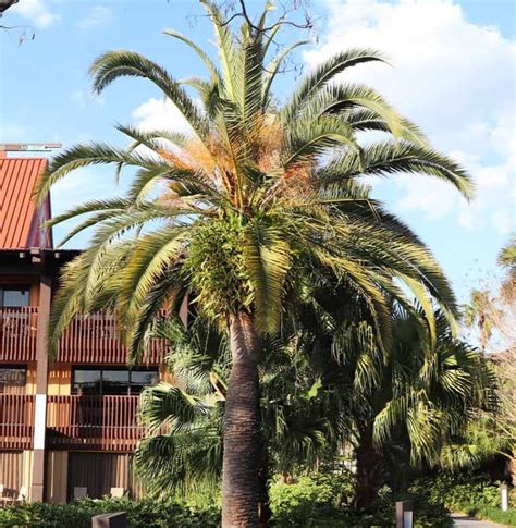 Canary Island Date Palm Care 101 | All You Need to Know